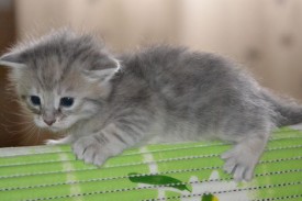 image (16).jpg (34.96 КБ, Просмотров: 1781) image (16).jpg