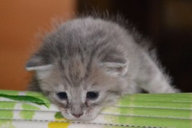 image (17).jpg (30.72 КБ, Просмотров: 1781) image (17).jpg