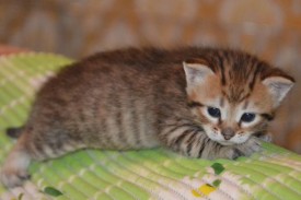 image (12).jpg (31.97 КБ, Просмотров: 1781) image (12).jpg