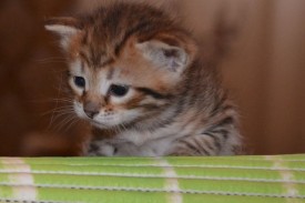 image (15).jpg (31.74 КБ, Просмотров: 1781) image (15).jpg