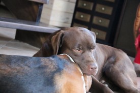 1782080_895064463837380_4539560208461023811_n.jpg (61.08 КБ, Просмотров: 10350) 1782080_895064463837380_4539560208461023811_n.jpg