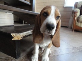 10377248_895658447111315_1068134956826374361_n.jpg (79.53 КБ, Просмотров: 10264) 10377248_895658447111315_1068134956826374361_n.jpg