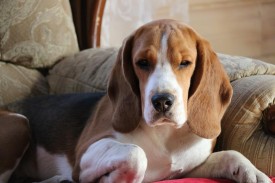 10731136_895658573777969_3192043946188136148_n.jpg (68.39 КБ, Просмотров: 10464) 10731136_895658573777969_3192043946188136148_n.jpg