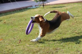 10686920_895658880444605_5389595499850754802_n.jpg (92.46 КБ, Просмотров: 10468) 10686920_895658880444605_5389595499850754802_n.jpg