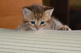 image (20).jpg (32.26 КБ, Просмотров: 1688) image (20).jpg