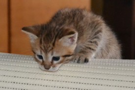 image (28).jpg (35.76 КБ, Просмотров: 1732) image (28).jpg