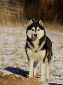 image (6).jpg (28.88 КБ, Просмотров: 1849) image (6).jpg