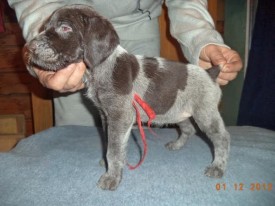 Щенок (1).jpg (49.76 КБ, Просмотров: 1578) Щенок (1).jpg