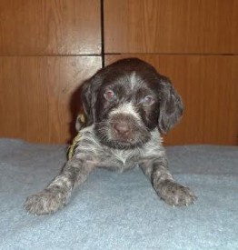 Щенок (2).jpg (22.61 КБ, Просмотров: 1578) Щенок (2).jpg