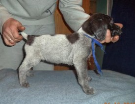 Щенок (3).jpg (37.11 КБ, Просмотров: 1578) Щенок (3).jpg