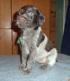 Щенок (4).jpg (25.12 КБ, Просмотров: 1578) Щенок (4).jpg