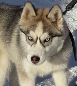 image.jpg (190.73 КБ, Просмотров: 2588) image.jpg