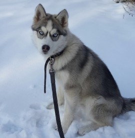 image.jpg (190.68 КБ, Просмотров: 2509) image.jpg