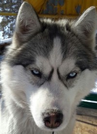 image.jpg (140.15 КБ, Просмотров: 2476) image.jpg