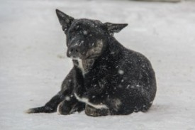 mfchldcmqeq-300x200.jpg (14.17 КБ, Просмотров: 24691) mfchldcmqeq-300x200.jpg