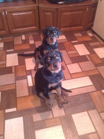 image.jpg (121.29 КБ, Просмотров: 1678) image.jpg