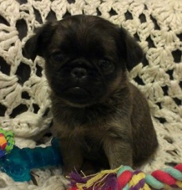 1 мес девочка 2.jpg (44.09 КБ, Просмотров: 2218) 1 мес девочка 2.jpg