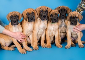 DSC_9901-800.jpg (106.78 КБ, Просмотров: 1188) DSC_9901-800.jpg