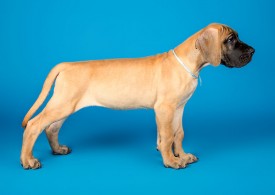 DSC_9660-800.jpg (52.81 КБ, Просмотров: 1188) DSC_9660-800.jpg