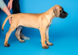 DSC_9796-800.jpg (67.06 КБ, Просмотров: 1188) DSC_9796-800.jpg