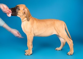 DSC_9682-800.jpg (59.49 КБ, Просмотров: 1188) DSC_9682-800.jpg