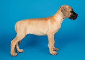 DSC_9723-800.jpg (48.74 КБ, Просмотров: 1188) DSC_9723-800.jpg