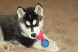 10917073_834549659937387_7245730104125581620_n.jpg (66.51 КБ, Просмотров: 1824) 10917073_834549659937387_7245730104125581620_n.jpg