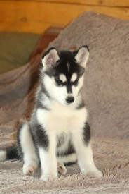 image (23).jpg (24.25 КБ, Просмотров: 1824) image (23).jpg