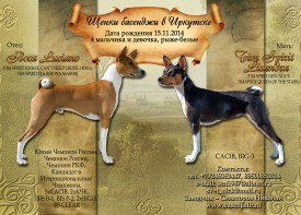 бассенжиАк.jpg (751.3 КБ, Просмотров: 2732) бассенжиАк.jpg