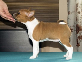 ДСтойкаАк.jpg (137.68 КБ, Просмотров: 2730) ДСтойкаАк.jpg