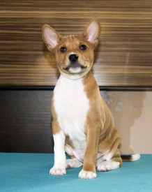 М1ЛицоАк.jpg (148.62 КБ, Просмотров: 2732) М1ЛицоАк.jpg