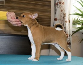 М1СтойкаАк.jpg (139.27 КБ, Просмотров: 2889) М1СтойкаАк.jpg