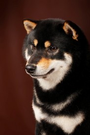 66.jpg (142.06 КБ, Просмотров: 1916) 66.jpg