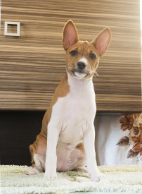 ДЛицоАк.jpg (538.72 КБ, Просмотров: 2839) ДЛицоАк.jpg