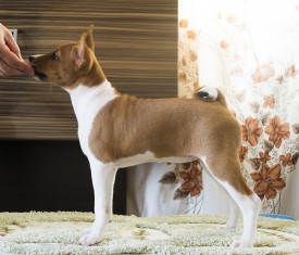 ДСтойка2Ак.jpg (604.75 КБ, Просмотров: 2839) ДСтойка2Ак.jpg