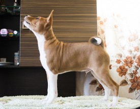 М4СтойкаАк.jpg (560.81 КБ, Просмотров: 2678) М4СтойкаАк.jpg