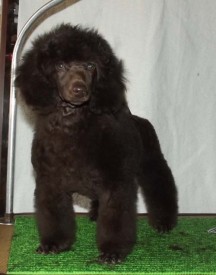 DSCF4974.jpg (47.84 КБ, Просмотров: 1562) DSCF4974.jpg