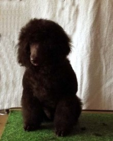 DSCF4996.jpg (47.97 КБ, Просмотров: 1544) DSCF4996.jpg