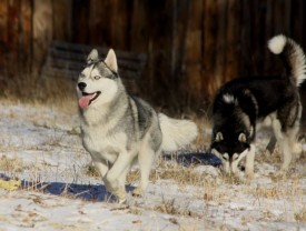 image (5).jpg (48.95 КБ, Просмотров: 3171) image (5).jpg