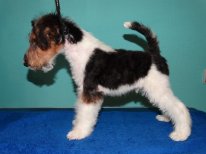 DSC03039.JPG (7.18 КБ, Просмотров: 3367) DSC03039.JPG