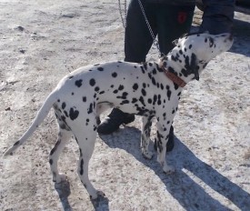 image.jpg (112.27 КБ, Просмотров: 2043) image.jpg