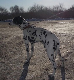 image.jpg (81.34 КБ, Просмотров: 2032) image.jpg