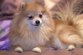 image %281%29.jpg (156.87 КБ, Просмотров: 1484) image %281%29.jpg