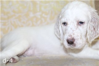 -1271432788.jpg (10.83 КБ, Просмотров: 2176) -1271432788.jpg