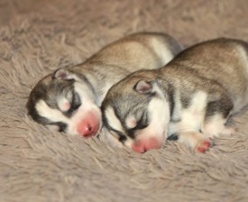 image (13).jpg (38.65 КБ, Просмотров: 2427) image (13).jpg