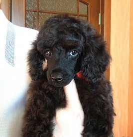 IMG_20150210_155915.jpg (130.42 КБ, Просмотров: 3308) IMG_20150210_155915.jpg