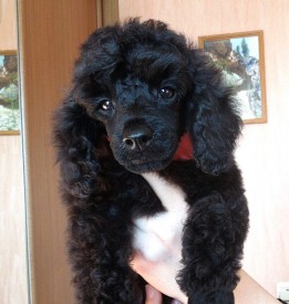 IMG_20150210_100231.jpg (102.54 КБ, Просмотров: 3076) IMG_20150210_100231.jpg