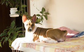 Стеша1Ак.jpg (460.34 КБ, Просмотров: 2582) Стеша1Ак.jpg