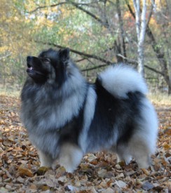 Nelya.s350.jpg (110.53 КБ, Просмотров: 3279) Nelya.s350.jpg