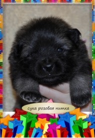 VipTalisman6.jpg1мб.jpg (362.49 КБ, Просмотров: 3451) VipTalisman6.jpg1мб.jpg